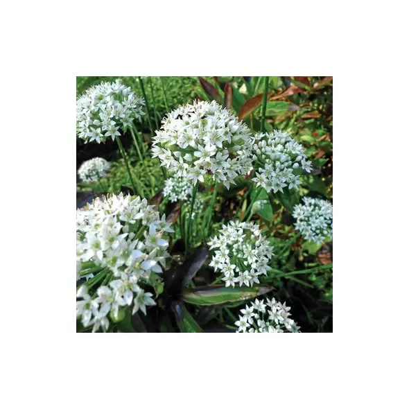 Garlic Chive 1 oz