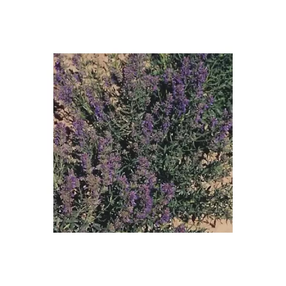 Hyssop 1 oz