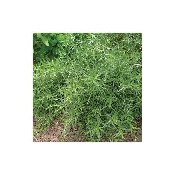 TARRAGON 1/16 OZ.