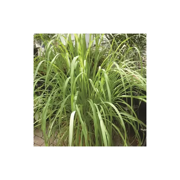 Lemon Grass 1/2 oz