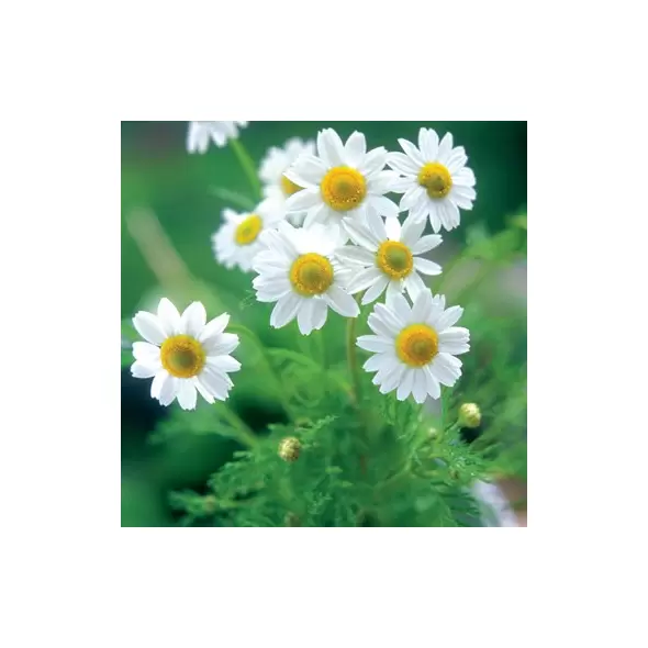 Chamomile, German 1/16 oz
