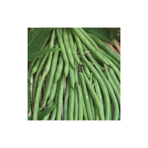 Beans, Contender Bush - 1lb
