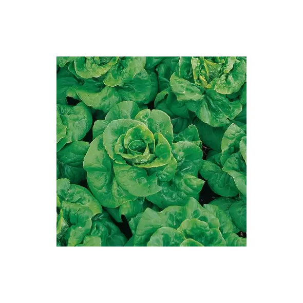 LETTUCE, BUTTERCRUNCH-1/2 OZ EACH