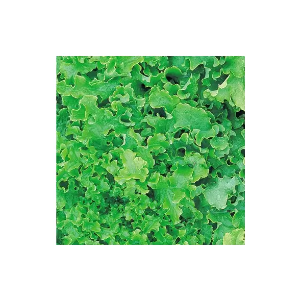 LETTUCE, SALAD BOWL - 1/2 OZ EACH (GREEN)