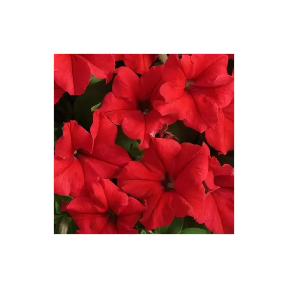 PETUNIA, RED SUPERCASCADE 1000/PKT
