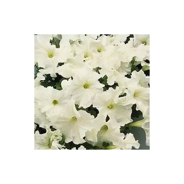 PETUNIA, WHITE SUPERCASCADE 1000/PKT