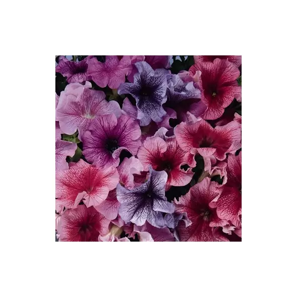 PETUNIA, DADDY MIX 1000/PKT