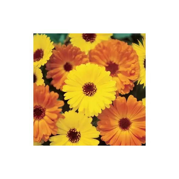 CALENDULA PACIFIC BEAUTY-1/2OZ EACH