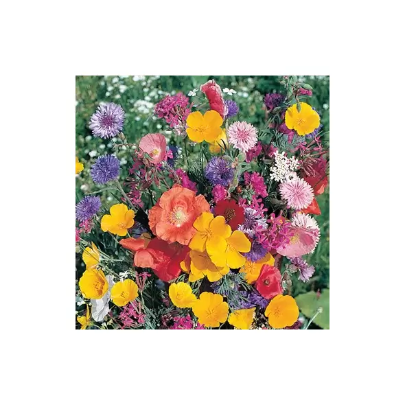 Wildflowers Of North America oz
