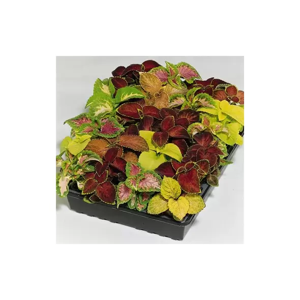 COLEUS, WIZARD MIX 1000/PKT