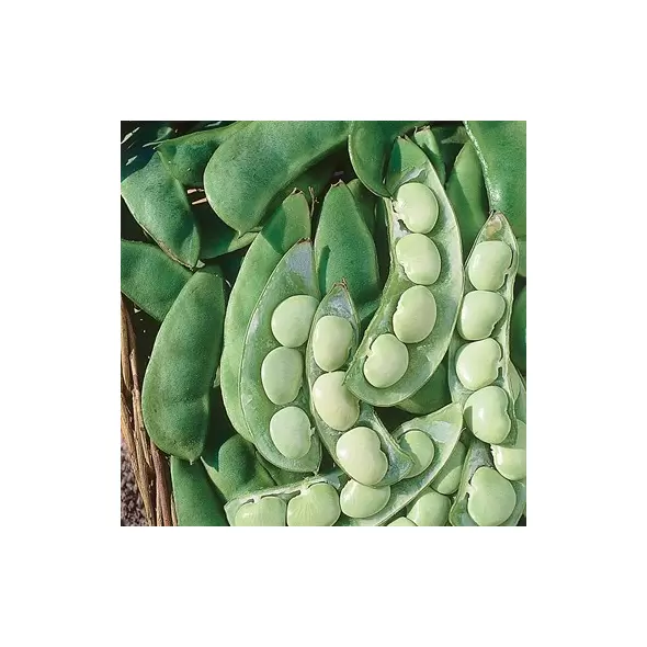 Limas, Cangreen/ Thorgreen - 50lb