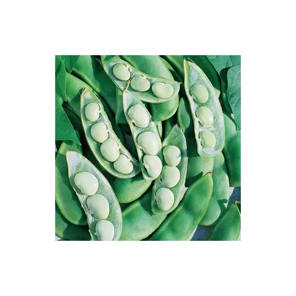 Limas, Fordhook 242 Treated - 50lb