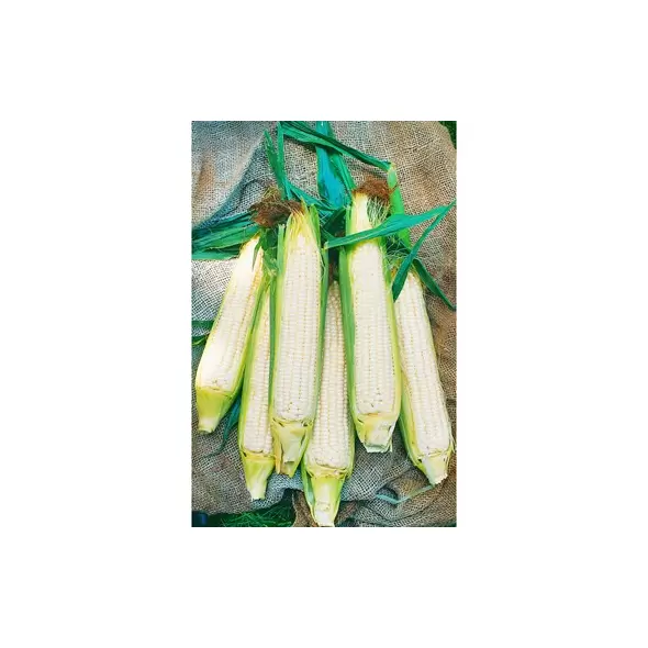 CORN, WHITE HICKORY KING O.P. 50