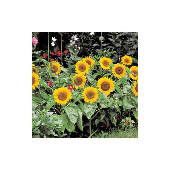 SUNFLOWER, BIG SMILE 500/PKT