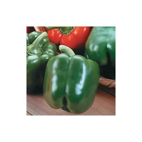 Peppers, King Arthur Hybrid 1,000 Seed