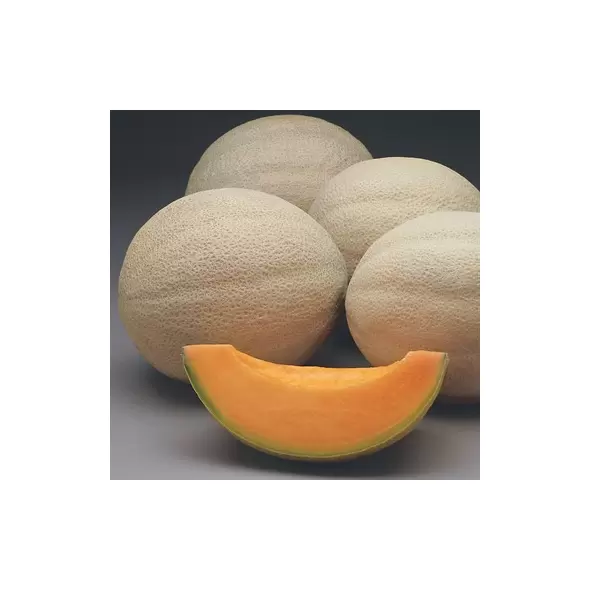 Cantaloupe , Athena Hyb Trtd - 15,000 Sd Ct