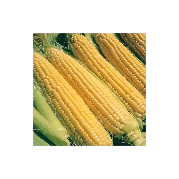 CORN, ILLINI XTRA SWEET 1/2