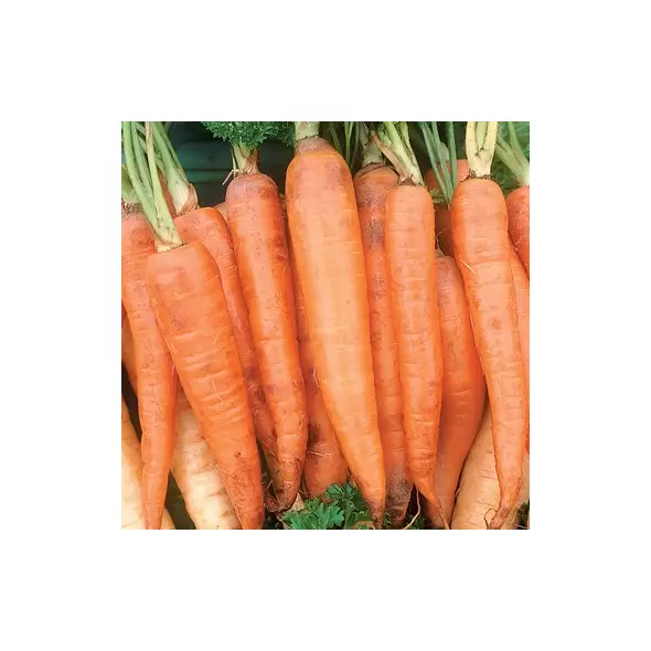 Carrot, Danver Half Long - 1/2oz