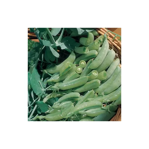 Peas, Sugar Anne Snap - 1/2lb