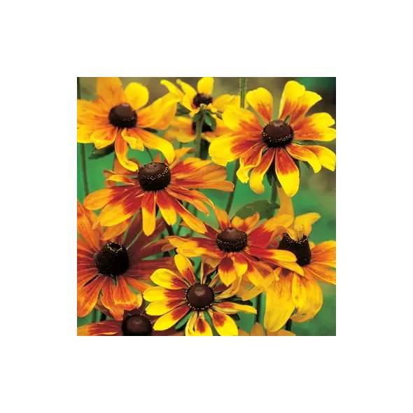 DAISY, GLORIOSA SGL. 1/4 OZ. EACH