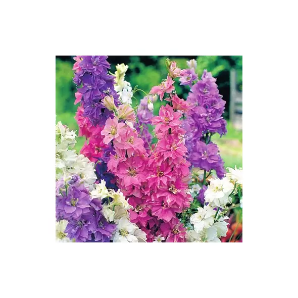 LARKSPUR, GIANT MIXED 1/4 OZ. EACH