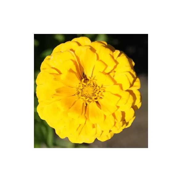 ZINNIA, CANARY BIRD 1/4 OZ. EACH