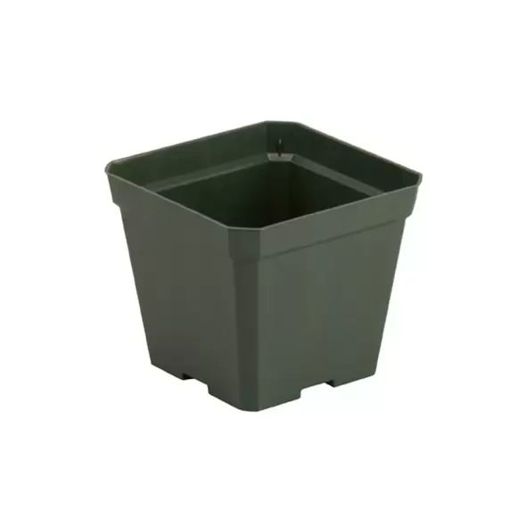 DLN 04.50 SQ TRAD T/W 300GN 765/CS 48CS/PL