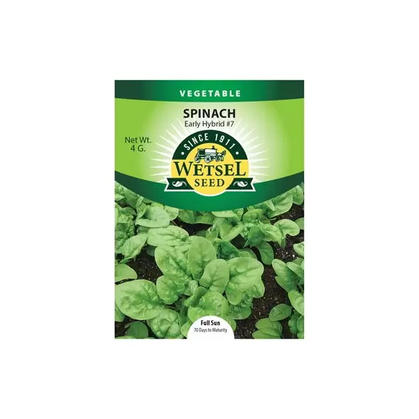 Spinach, Early Hybrid