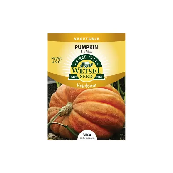 HEIRLOOM, PUMPKIN BIG MAX 4.5G