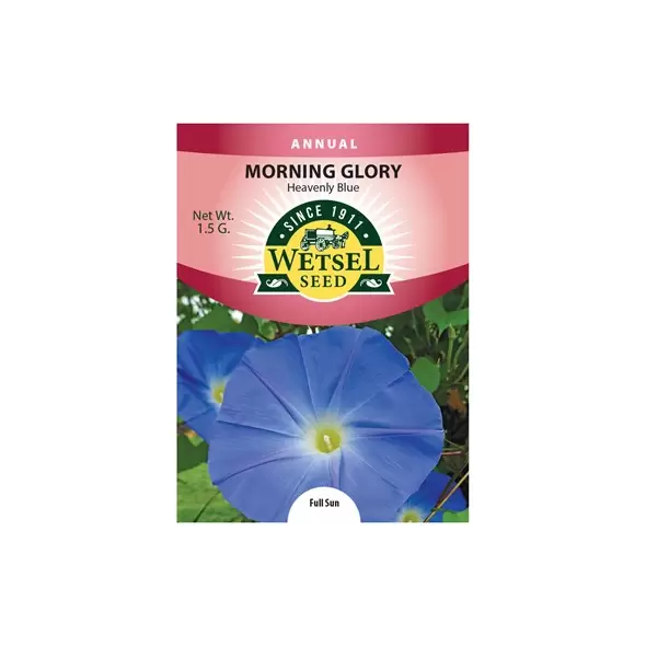 MORNING GLORY, HEAVNLY BL 1.5G
