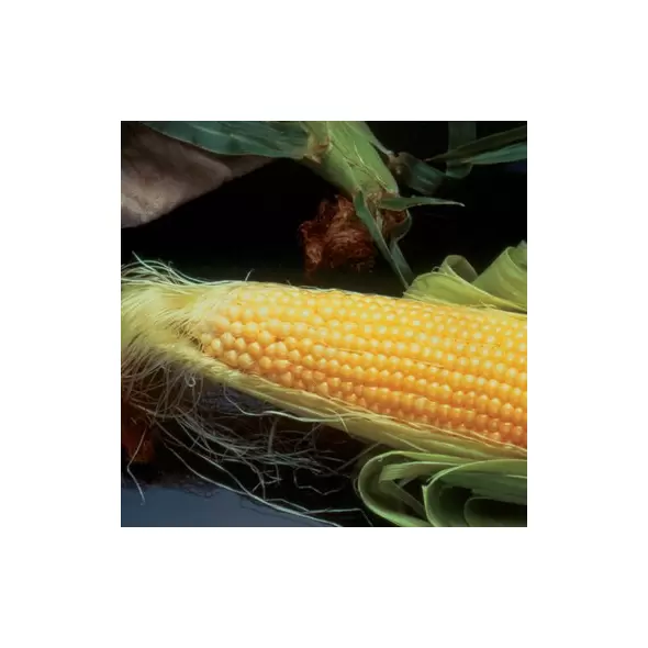 CORN, INCREDIBLE - 1/2