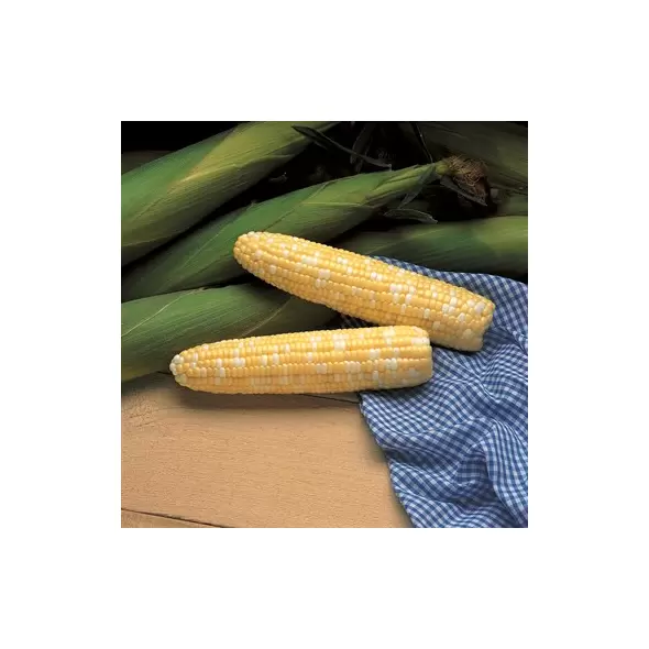 Corn, Serendipity - 1lb