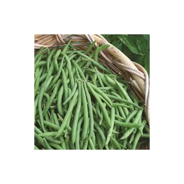 BEANS, BLUE LAKE 274 BUSH 1/2