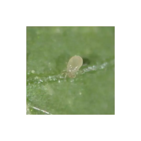 Bioline Starskii 125,000 5 Liter Amblyseius swirskii ( Thrips Whitefly )