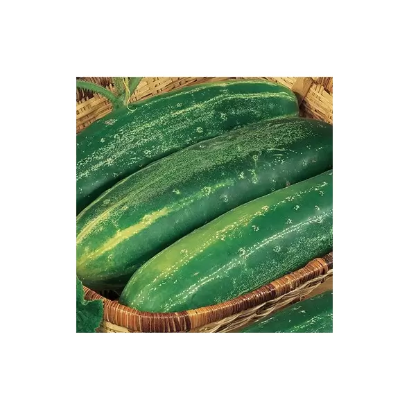 Cucumber, Straight Eight - 1lb