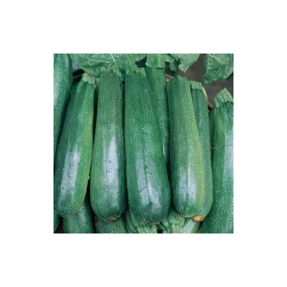 SQUASH, BLACK BEAUTY 1/2 LB EACH