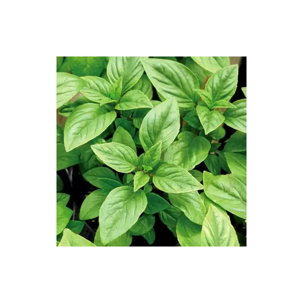 BASIL, LG LEAF ITALIAN- 1/2 OZ EACH