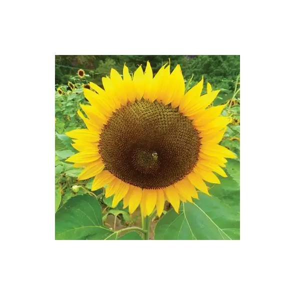 SUNFLOWER, RUSS MAMMOTH 1/2 OZ EACH