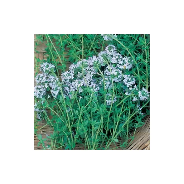Thyme 1 oz