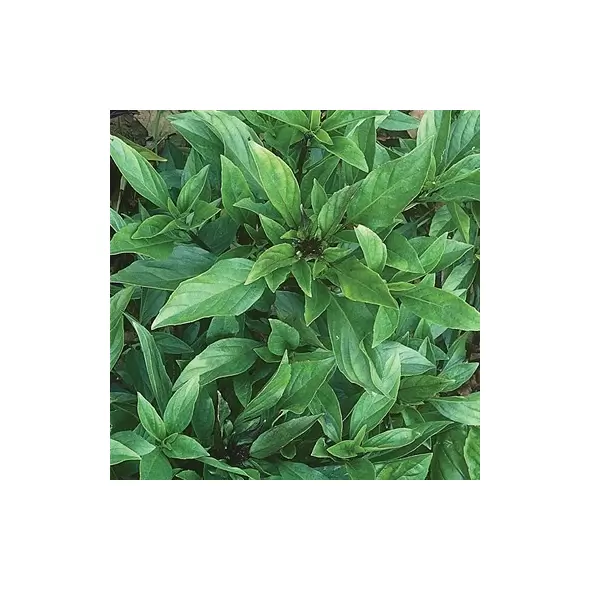 Basil, Thai 1/4 oz