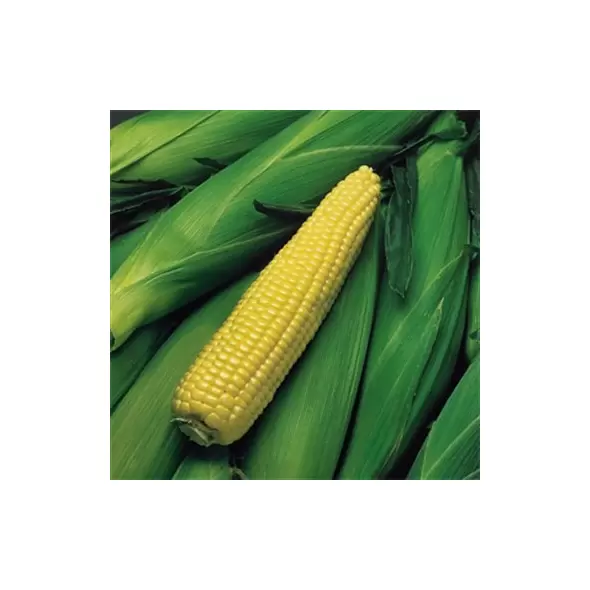 Corn, Kandy EH - 1/2lb