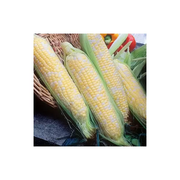 CORN BUTTER/SUGAR BICOLOR-1/2