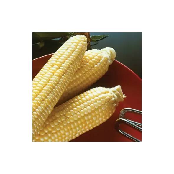 Corn, Sugar Buns Sweet - 25lb
