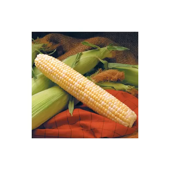 Corn, Providence - 25lb