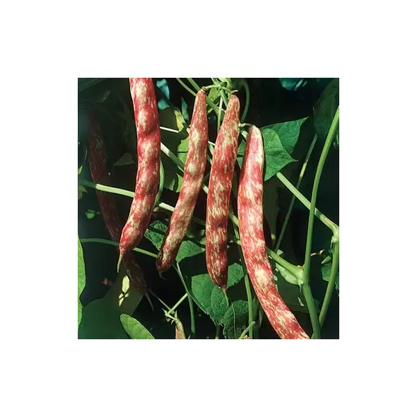 Beans, Taylor Horticulture Bush - 1lb