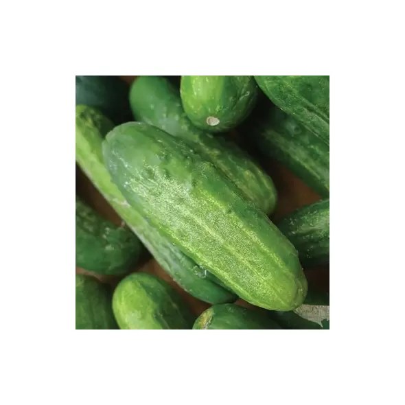 CUCUMBER, NAT PICKLING 1/2 OZ EACH