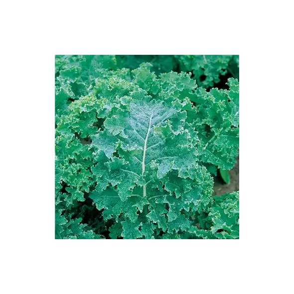 Kale, Vates Blue Curled Scotch - 1lb