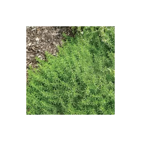 SUMMER SAVORY 1/2 OZ EACH