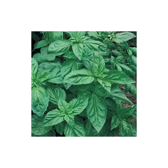 Basil, Genovese 1 oz