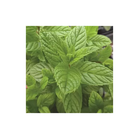 Spearmint 1/4 oz